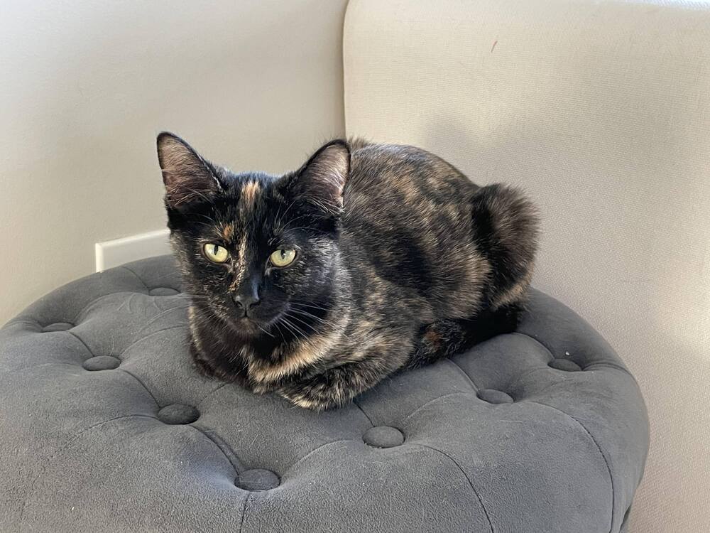 Arietty (AKA Sonoran 23-171 C)