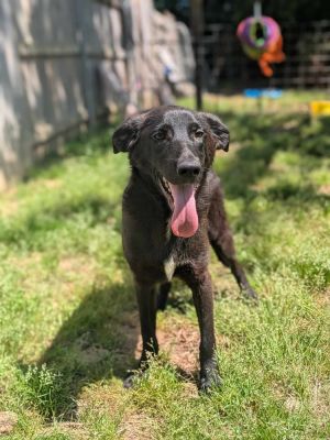 Jet, Young Male Labrador Retriever