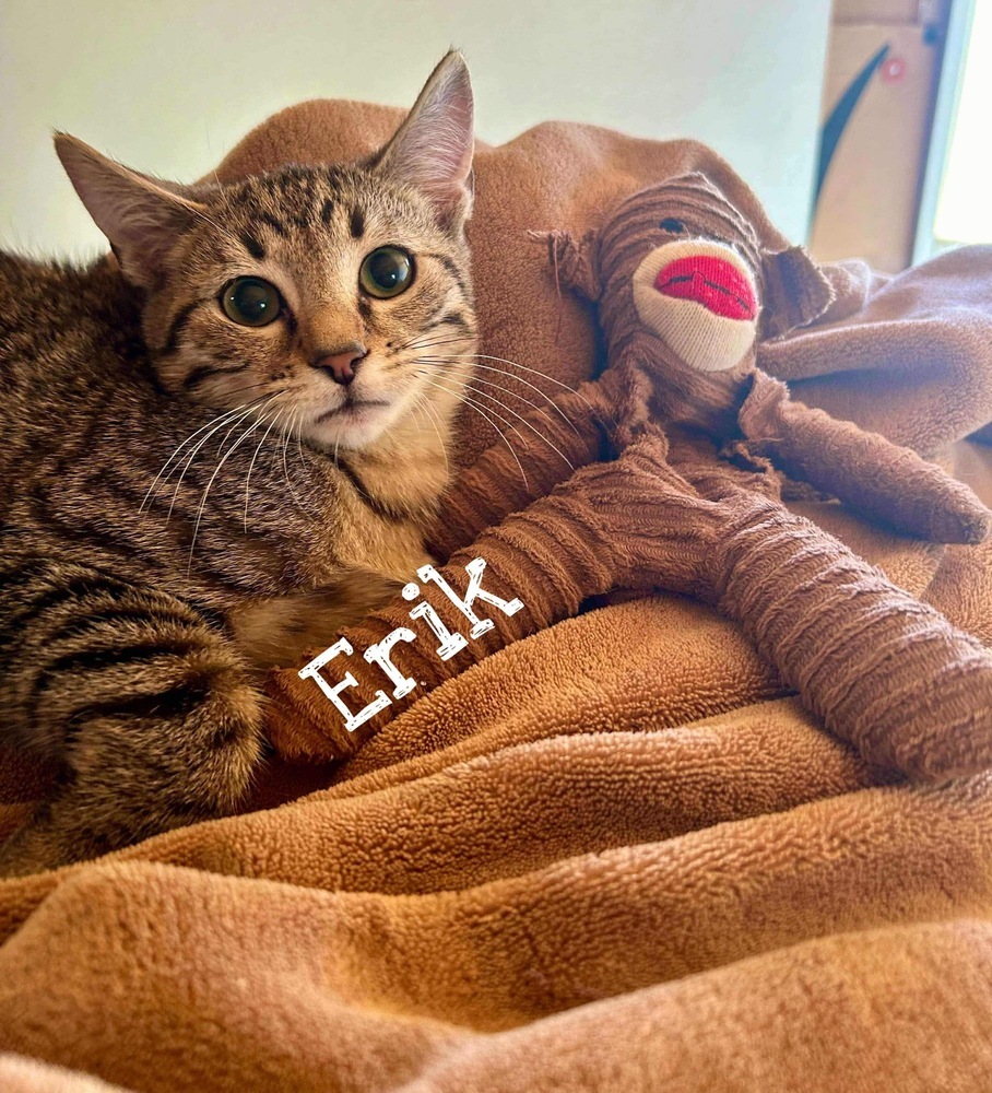 Erik, an adoptable Domestic Short Hair in Dover, AR, 72837 | Photo Image 1