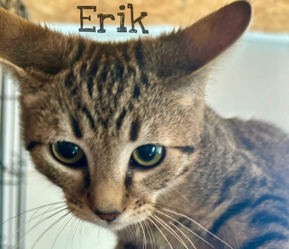Erik, an adoptable Domestic Short Hair in Dover, AR, 72837 | Photo Image 2