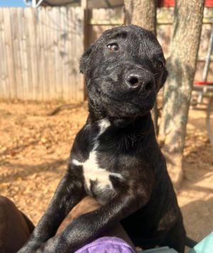 Kover, Baby Male Mixed Breed