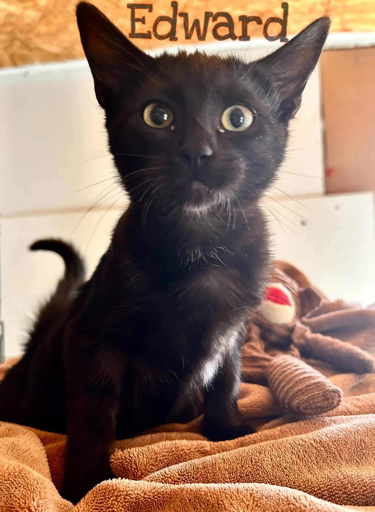 Edward, an adoptable Domestic Short Hair in Dover, AR, 72837 | Photo Image 1