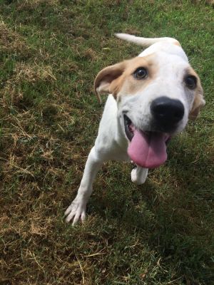 Fat albert, Baby Male Mixed Breed