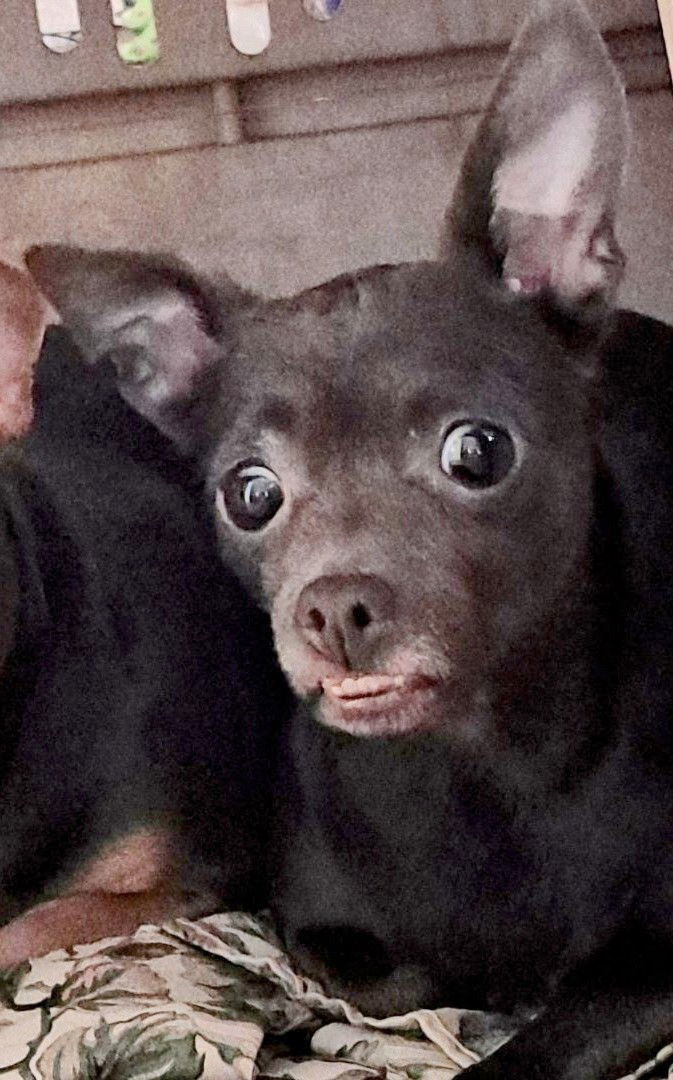 Hazel
