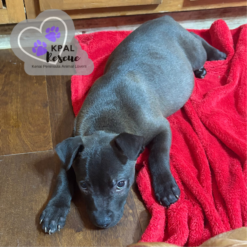 Dart - KB Laser Wash Litter, an adoptable Mixed Breed in Kenai, AK, 99611 | Photo Image 1
