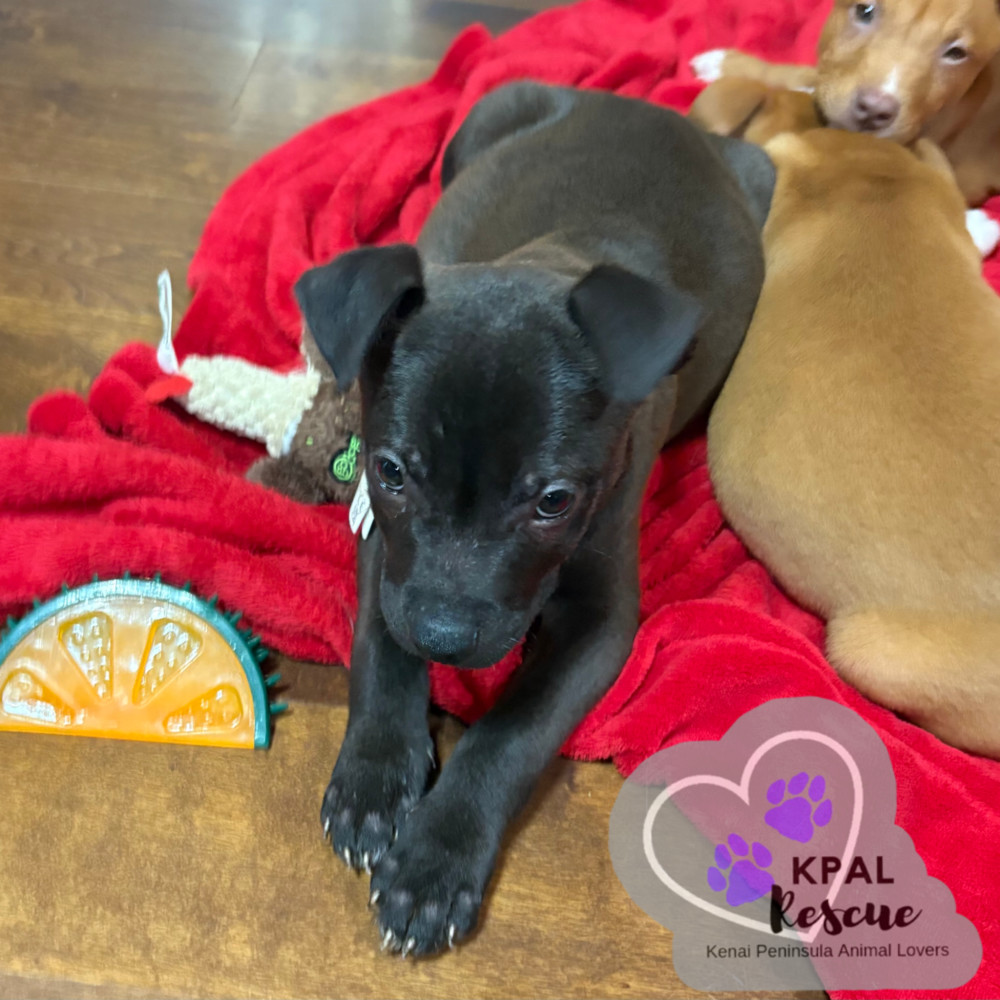 Dart - KB Laser Wash Litter, an adoptable Mixed Breed in Kenai, AK, 99611 | Photo Image 2