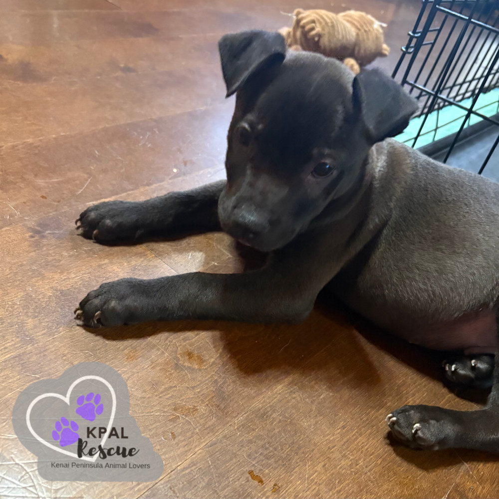 Dart - KB Laser Wash Litter, an adoptable Mixed Breed in Kenai, AK, 99611 | Photo Image 3