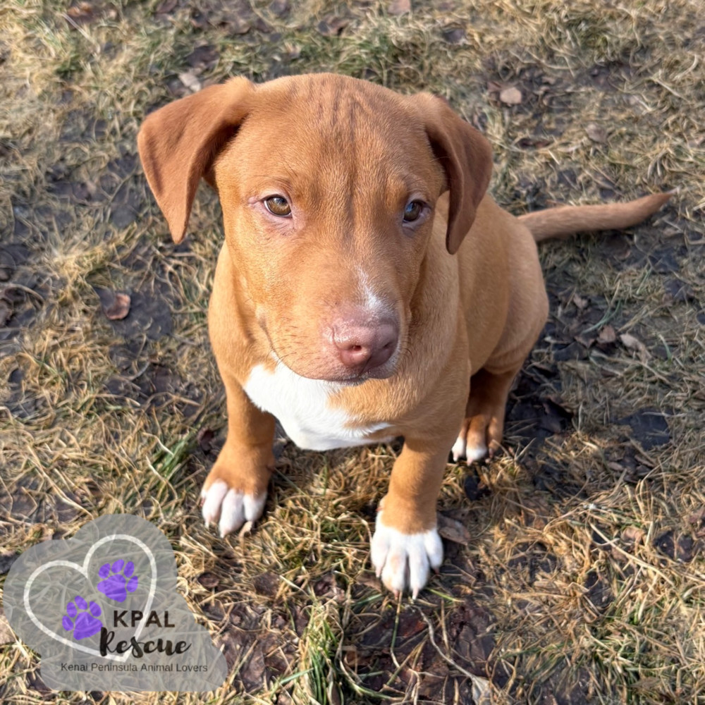 Hemi - KB Laser Wash Litter, an adoptable Mixed Breed in Kenai, AK, 99611 | Photo Image 1