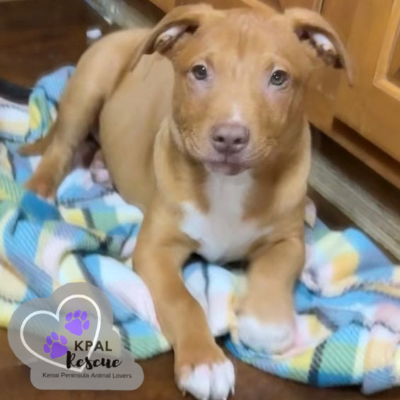 Hemi - KB Laser Wash Litter, an adoptable Mixed Breed in Kenai, AK, 99611 | Photo Image 2