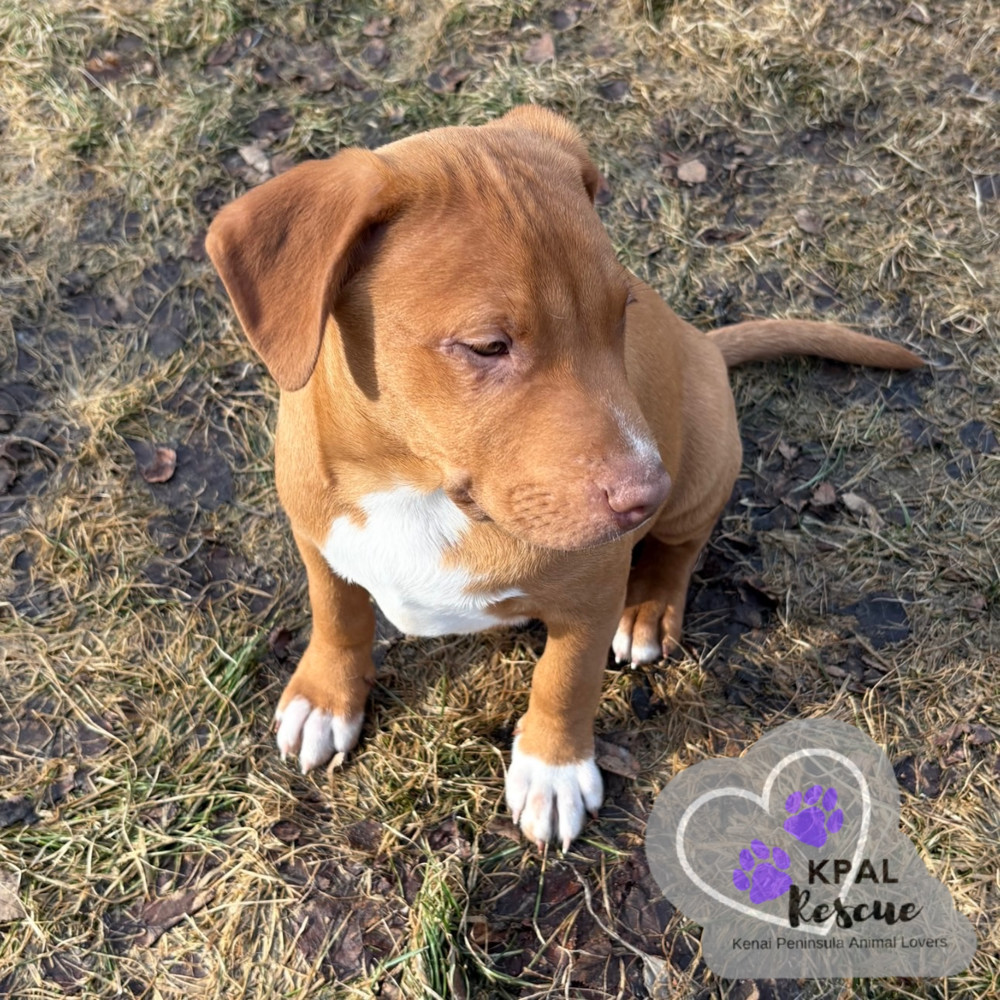 Hemi - KB Laser Wash Litter, an adoptable Mixed Breed in Kenai, AK, 99611 | Photo Image 3