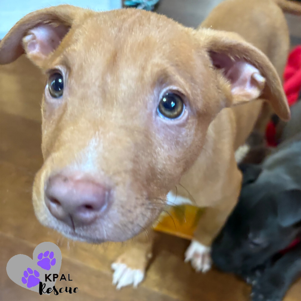 Hemi - KB Laser Wash Litter, an adoptable Mixed Breed in Kenai, AK, 99611 | Photo Image 4