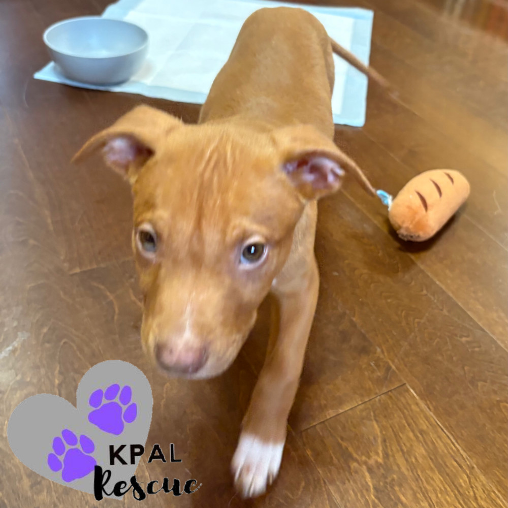 Hemi - KB Laser Wash Litter, an adoptable Mixed Breed in Kenai, AK, 99611 | Photo Image 5