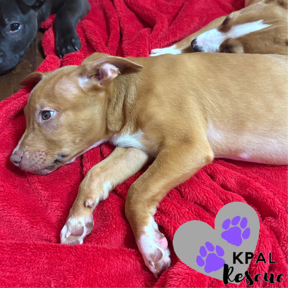 Hemi - KB Laser Wash Litter, an adoptable Mixed Breed in Kenai, AK, 99611 | Photo Image 6