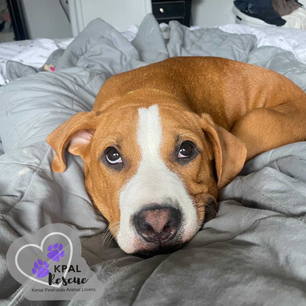 Cuda - KB Laser Wash Litter, an adoptable Mixed Breed in Kenai, AK, 99611 | Photo Image 1