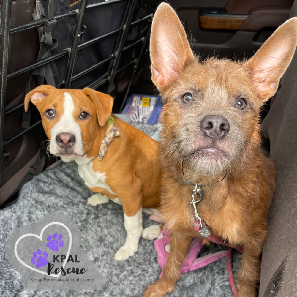 Cuda - KB Laser Wash Litter, an adoptable Mixed Breed in Kenai, AK, 99611 | Photo Image 2