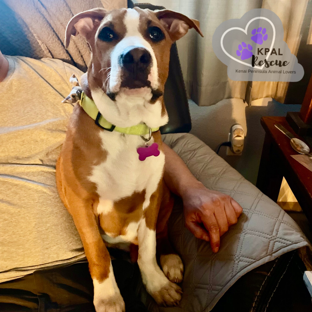 Cuda - KB Laser Wash Litter, an adoptable Mixed Breed in Kenai, AK, 99611 | Photo Image 3