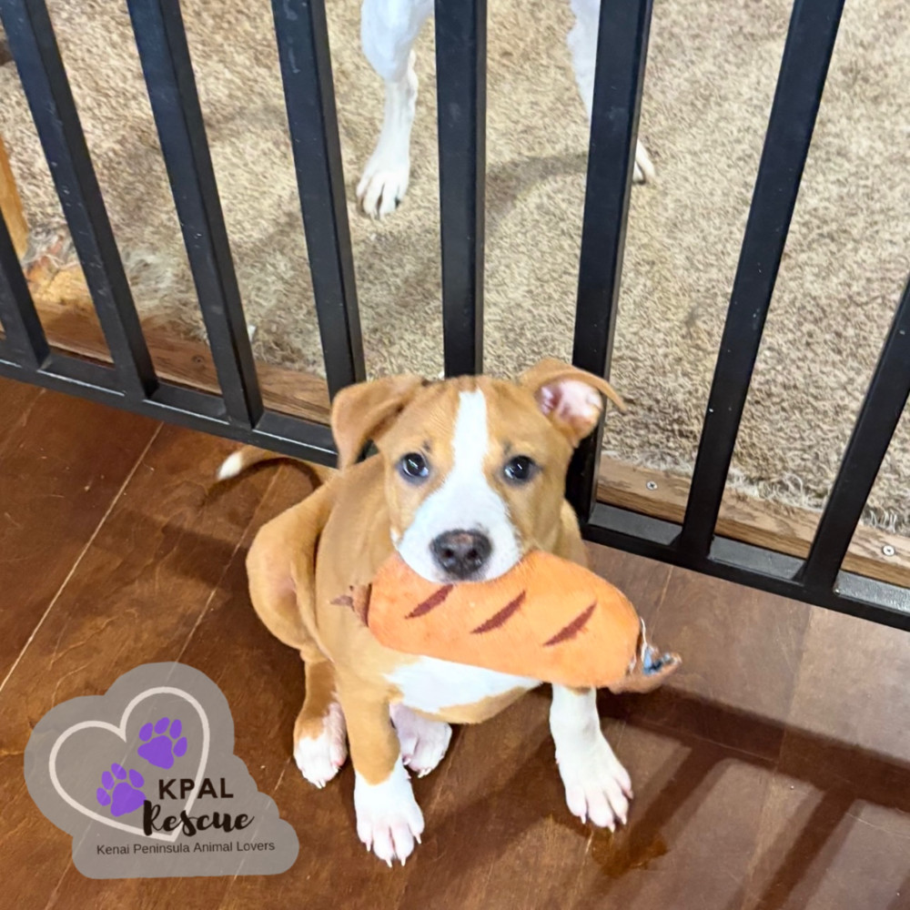 Cuda - KB Laser Wash Litter, an adoptable Mixed Breed in Kenai, AK, 99611 | Photo Image 5