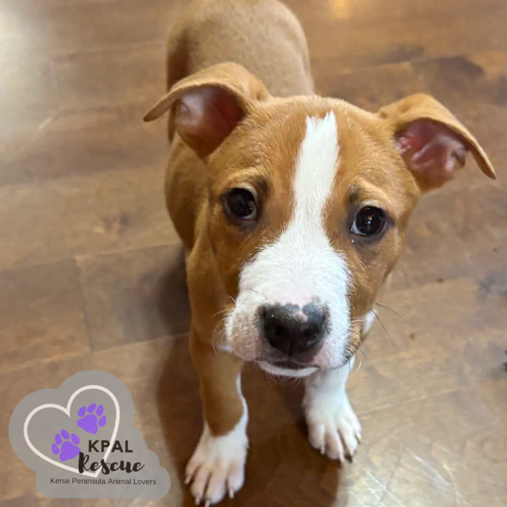Cuda - KB Laser Wash Litter, an adoptable Mixed Breed in Kenai, AK, 99611 | Photo Image 6