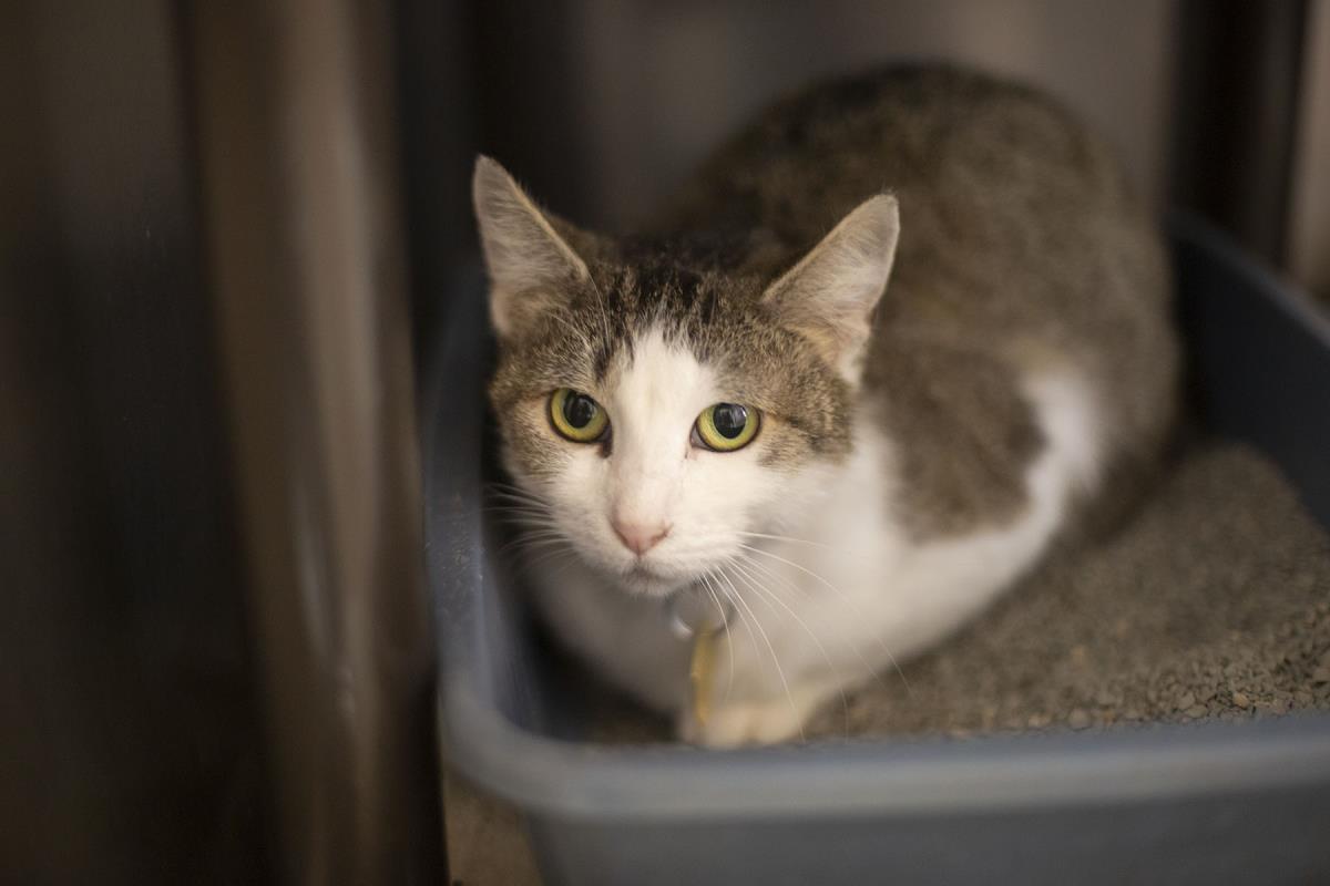 Rose, an adoptable Domestic Short Hair, Tabby in Mountain Home, AR, 72653 | Photo Image 1