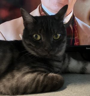 Shadow, Young Male Egyptian Mau