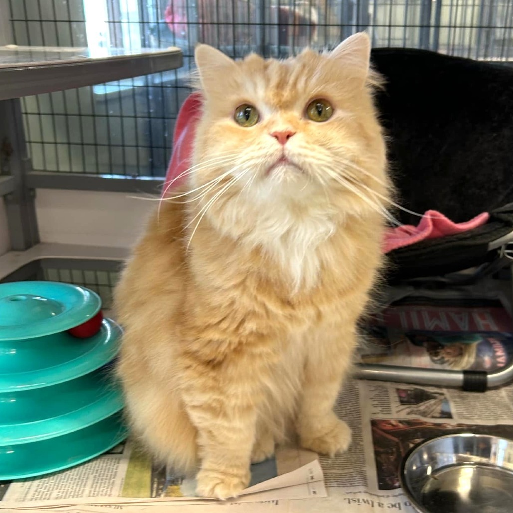 Garfield, an adoptable Persian in Waldorf, MD, 20604 | Photo Image 1