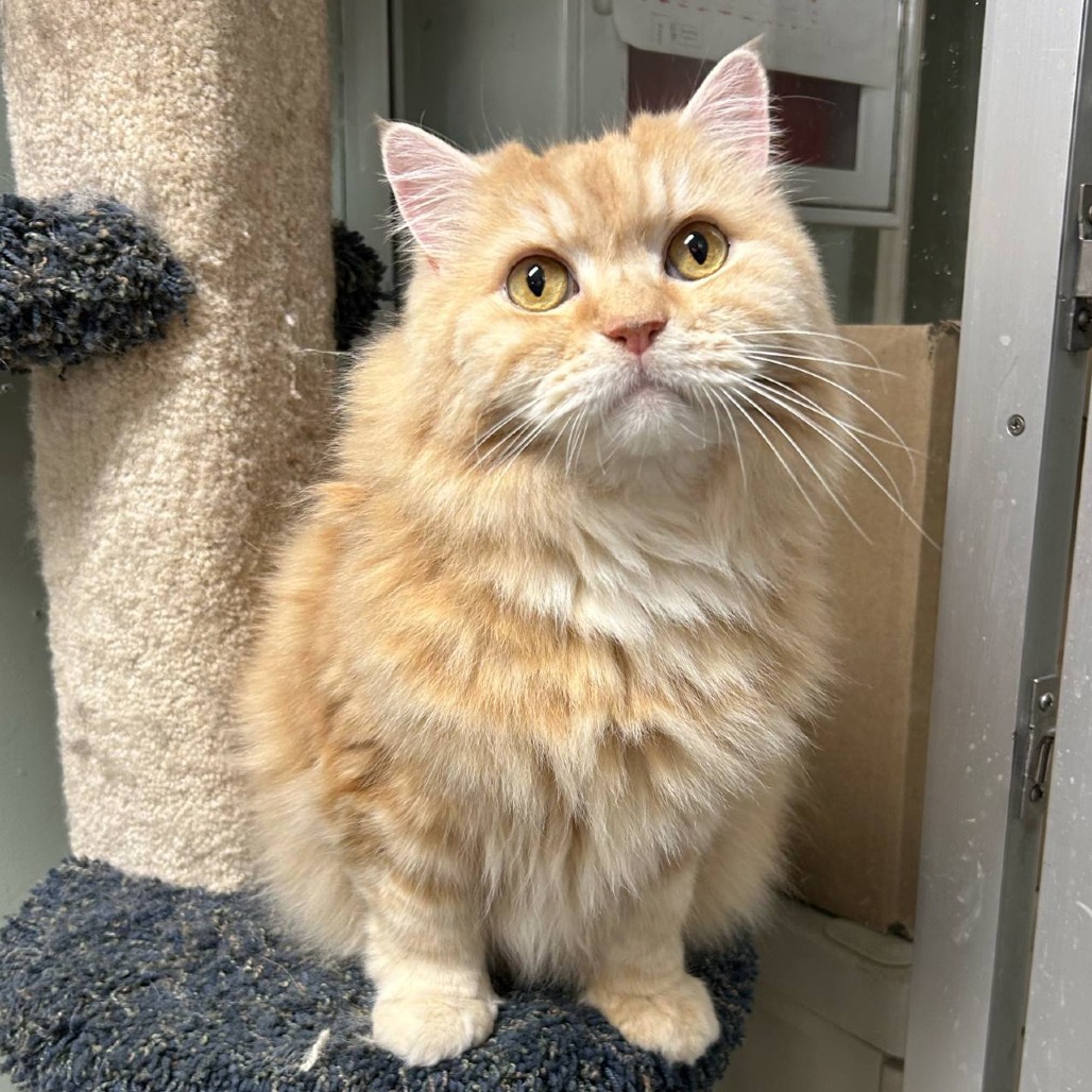 Garfield, an adoptable Persian in Waldorf, MD, 20604 | Photo Image 1