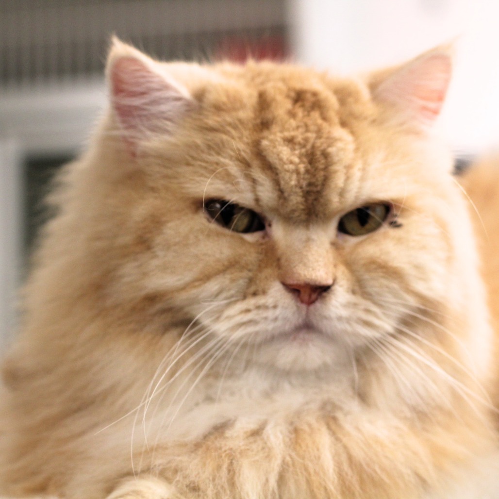 Garfield, an adoptable Persian in Waldorf, MD, 20604 | Photo Image 1