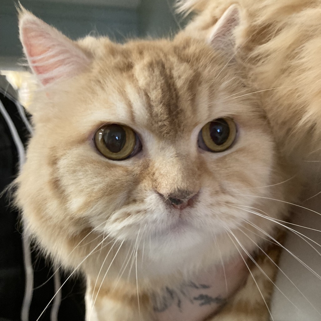 Garfield, an adoptable Persian in Waldorf, MD, 20604 | Photo Image 2