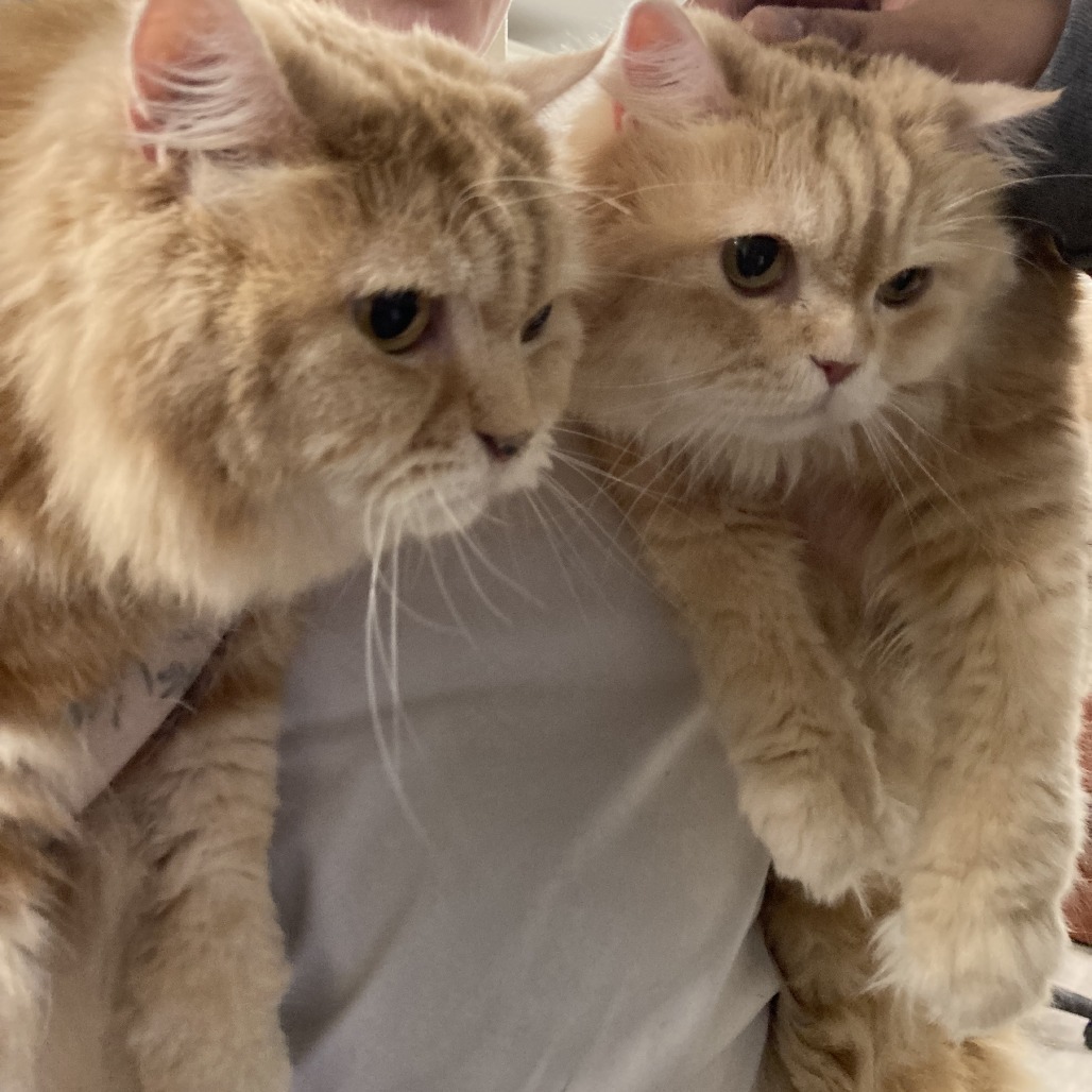 Garfield, an adoptable Persian in Waldorf, MD, 20604 | Photo Image 3