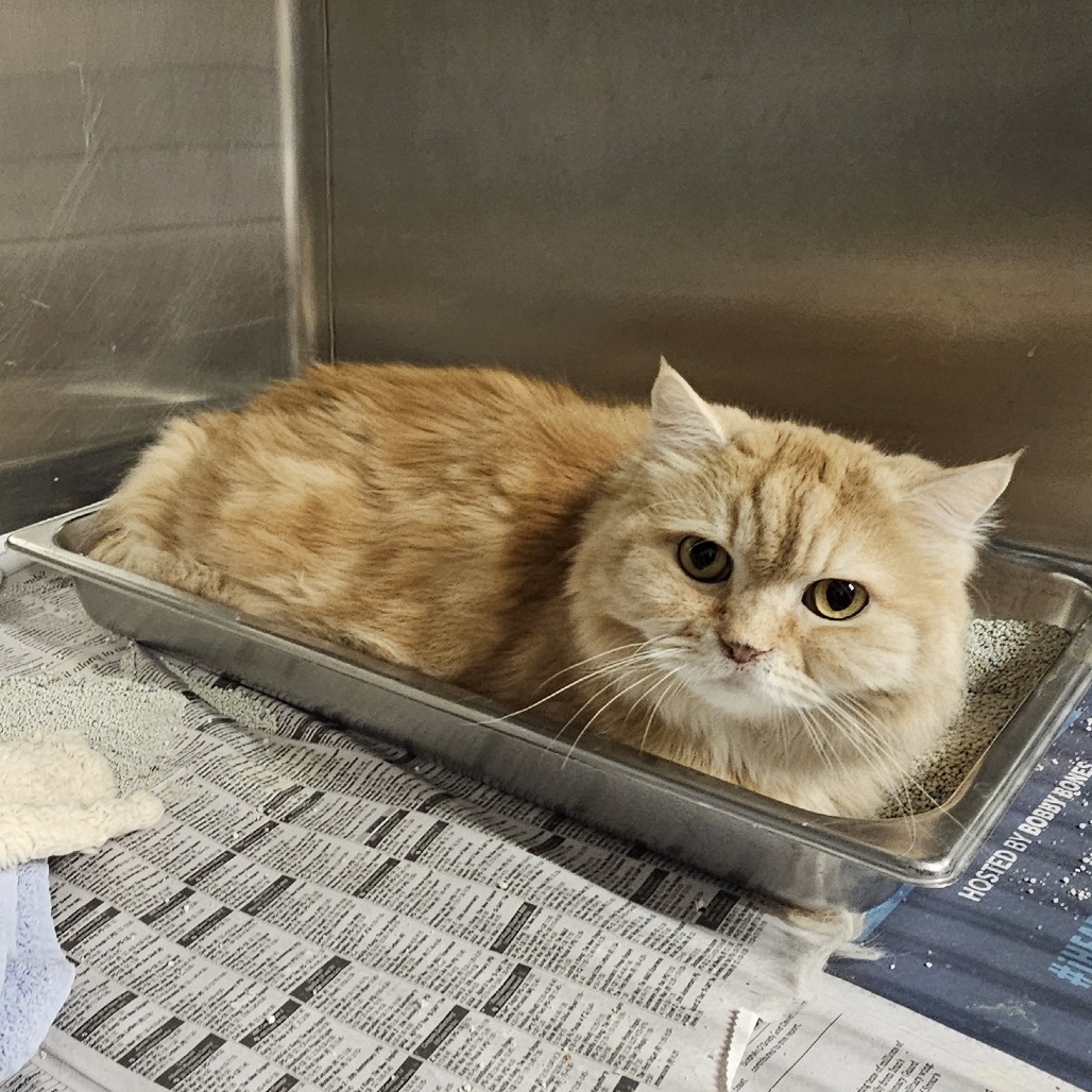 Garfield, an adoptable Persian in Waldorf, MD, 20604 | Photo Image 4