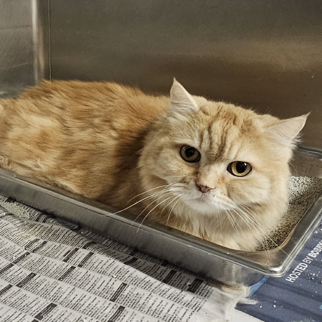 Garfield, an adoptable Persian in Waldorf, MD, 20604 | Photo Image 5