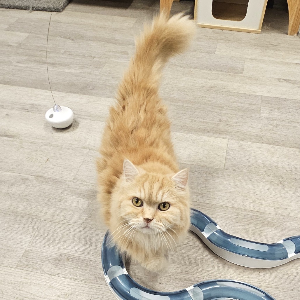 Garfield, an adoptable Persian in Waldorf, MD, 20604 | Photo Image 5