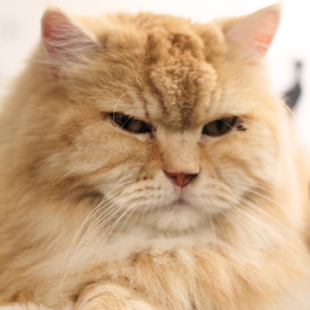 Garfield, an adoptable Persian in Waldorf, MD, 20604 | Photo Image 6