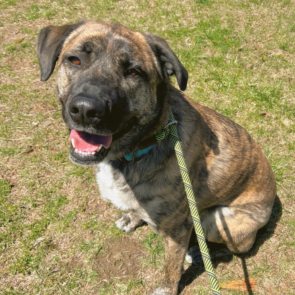 Mabel, an adoptable Shepherd in Thomaston, ME, 04861 | Photo Image 1