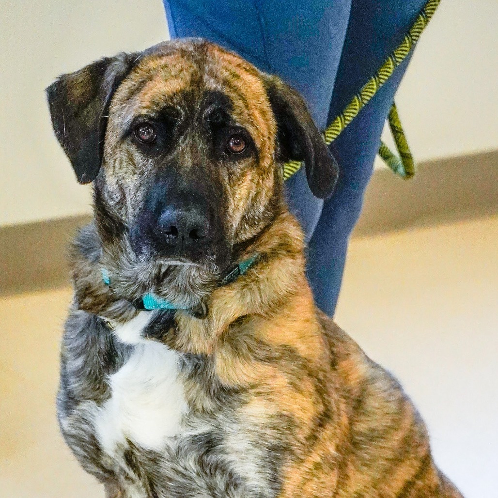 Mabel, an adoptable Shepherd in Thomaston, ME, 04861 | Photo Image 2