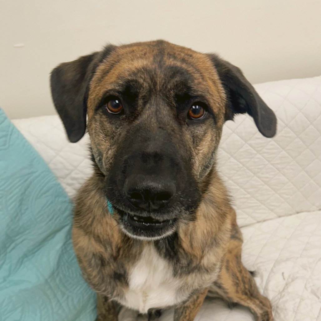 Mabel, an adoptable Shepherd in Thomaston, ME, 04861 | Photo Image 3