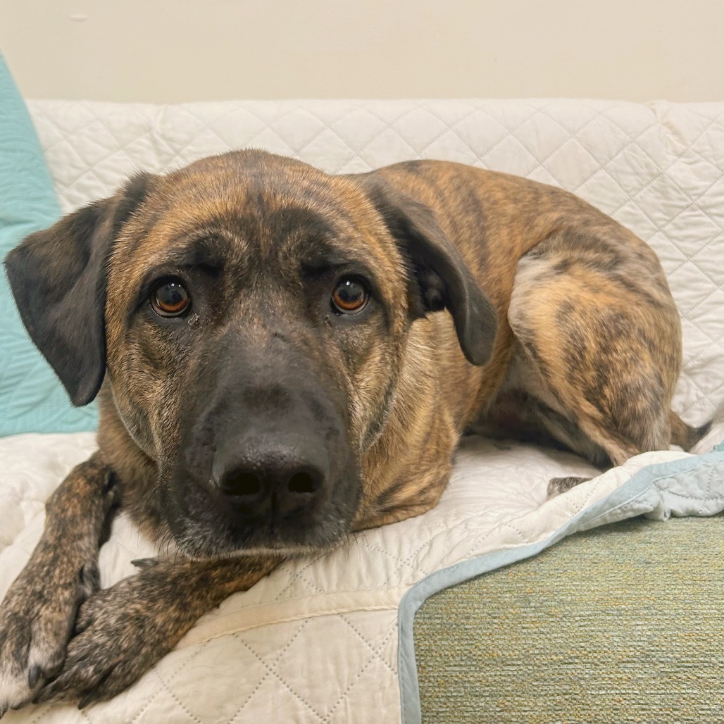 Mabel, an adoptable Shepherd in Thomaston, ME, 04861 | Photo Image 3
