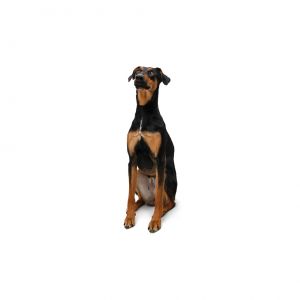 Meet Darlene She is a loyal and loving pup who adores her humans and will always be by your side