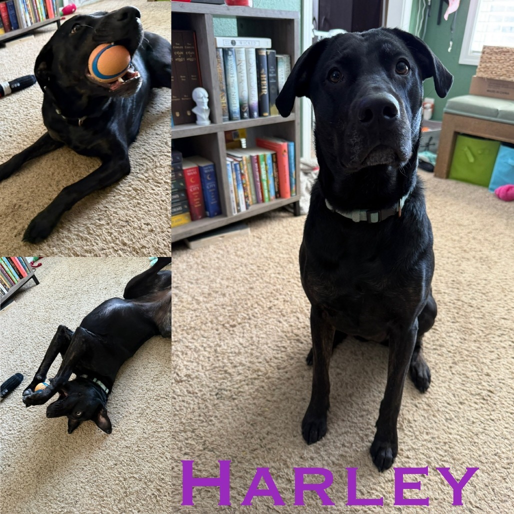 Harley, an adoptable Black Labrador Retriever in Idaho Falls, ID, 83405 | Photo Image 1