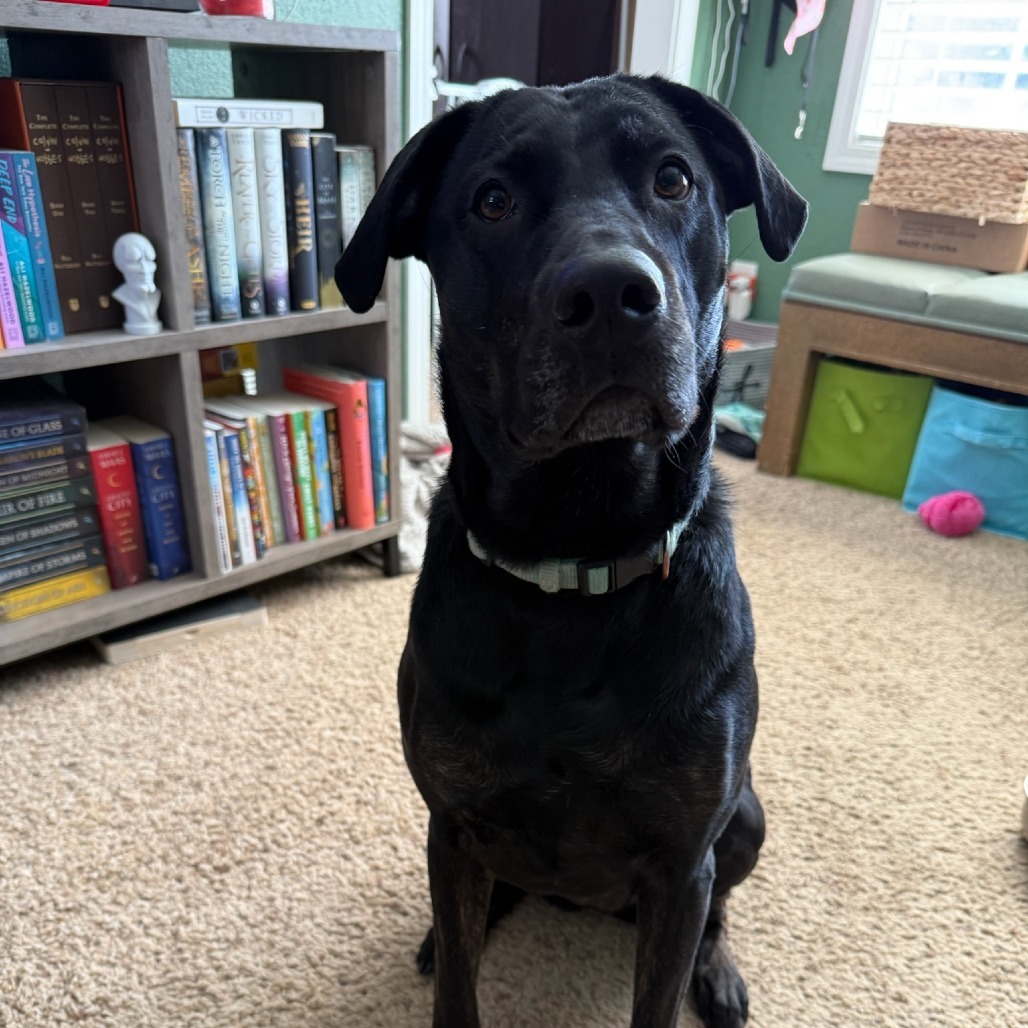 Harley, an adoptable Black Labrador Retriever in Idaho Falls, ID, 83405 | Photo Image 2