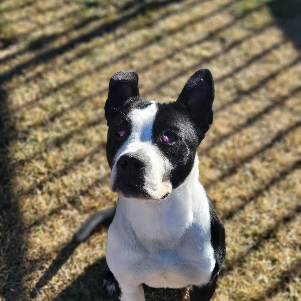 Bonnie