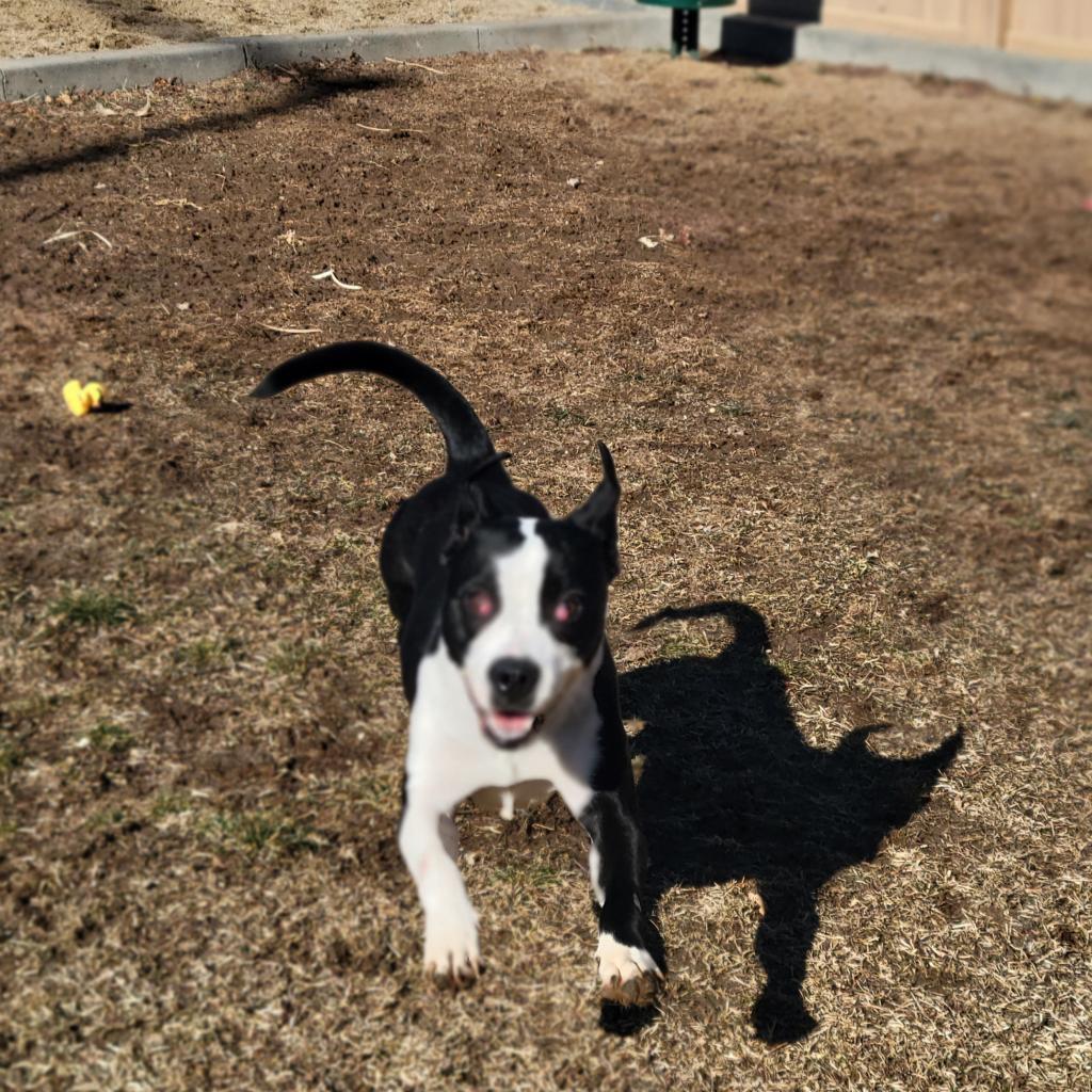 Bonnie