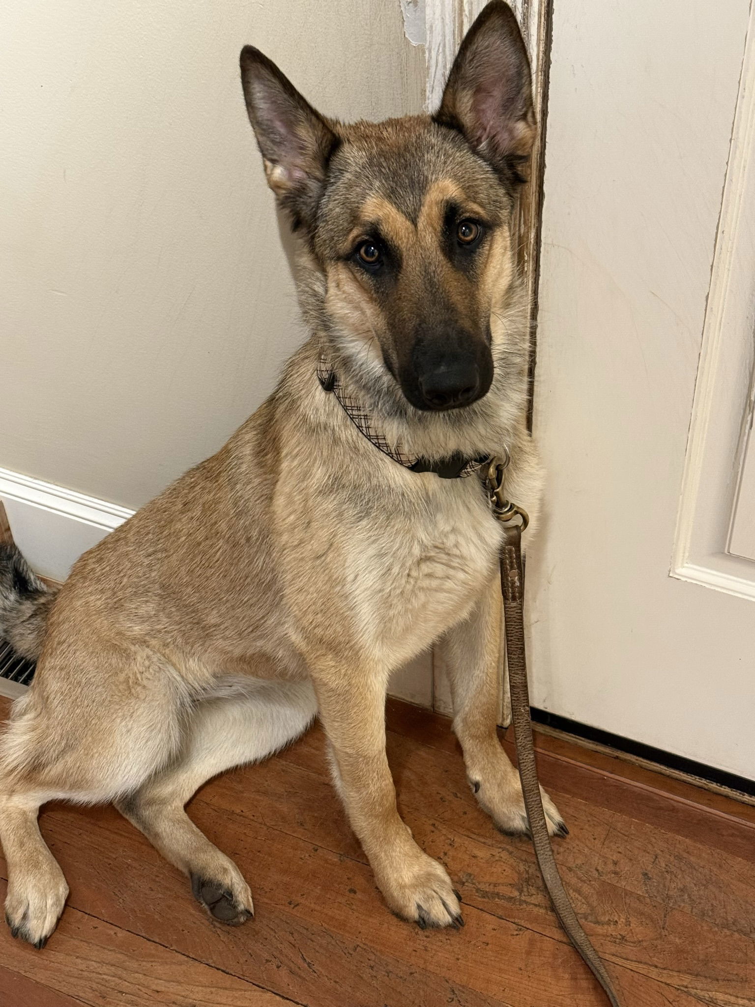 Sophia