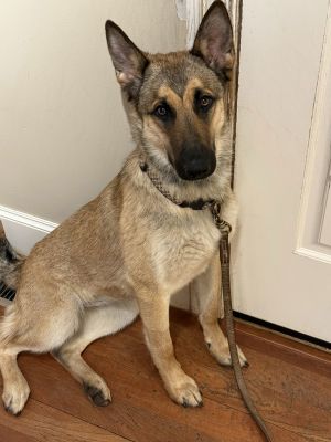Introducing Sophia Meet Sophia a gorgeous one-year-old German Shepherd who recently joined our resc
