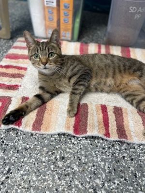Camila, Adult Female Domestic Short Hair