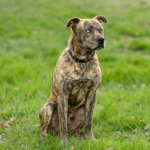 Tommy, Adult Male Mountain Cur