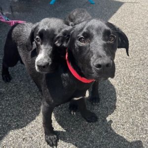 Roberto, Baby Male Black Labrador Retriever