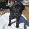 Roberto photo 2