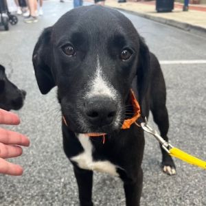 Marshall, Baby Male Black Labrador Retriever