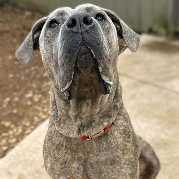 Sophia (Champagne)
